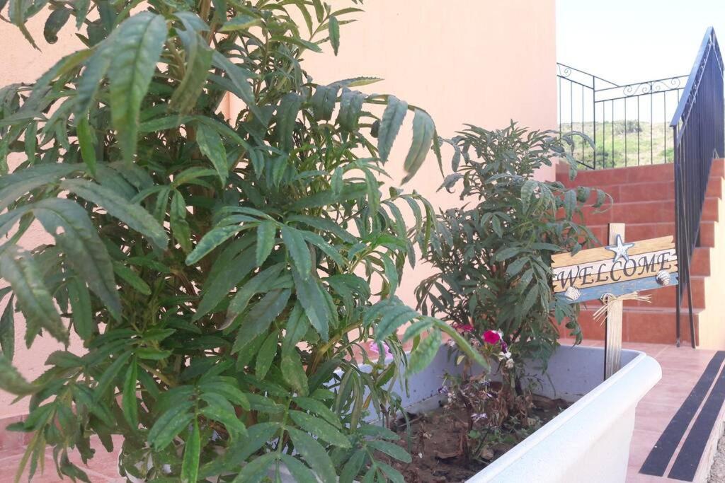 Rodanthy III كاتيليوس المظهر الخارجي الصورة